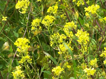 Una crucifera gialla - Sinapis sp.